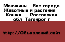 Манчкины - Все города Животные и растения » Кошки   . Ростовская обл.,Таганрог г.